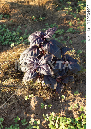 Purple dark opal basil bush growing on a mulched garden patch. Organic herb farming and backyard gardening 140504909
