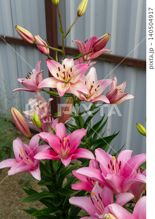 Two pink lily varieties Rosella's Dream and Brindisi blooming together in the backyard garden bed. Summer flora Two pink lily varieties Rosella's Dream and Brindisi blooming together in the backyard garden bed. Summer flora 140504917
