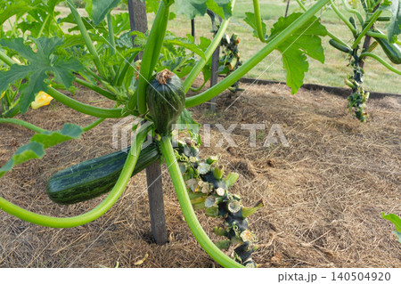Growing marrow squash vertically on a wooden pole. Space-saving gardening hack, backyard farming and agriculture 140504920