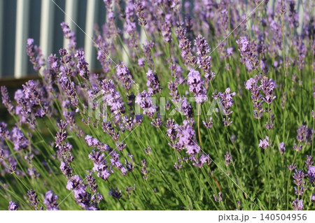 Beautiful purple lavender bush blooming in the garden. Fresh lavender flowers in summer backyard landscaping Beautiful purple lavender bush blooming in the garden. Fresh lavender flowers in summer backyard landscaping 140504956
