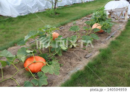 Large orange pumpkins growing on a vine in a garden bed with straw mulch. Autumn harvest, backyard farming 140504959