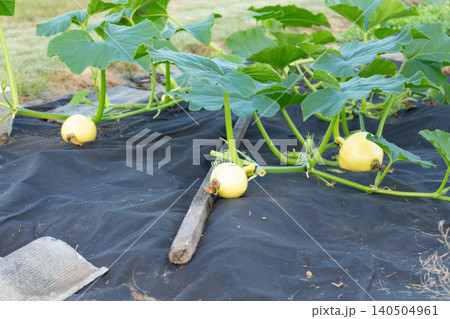 An unripe yellow pumpkin growing on a whip with large leaves in the garden. A small young pumpkin in a bed mulched with mulch An unripe yellow pumpkin growing on a whip with large leaves in the garden. A small young pumpkin in a bed mulched with mulch 140504961