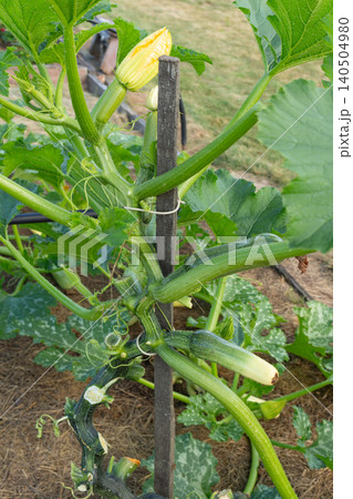 Zucchini vine tied to a vertical wooden stake outdoors. Trellis support system for growing squash in a garden Zucchini vine tied to a vertical wooden stake outdoors. Trellis support system for growing squash in a garden 140504980