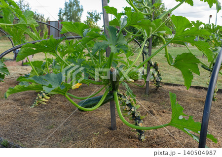 Close-up of a zucchini bush supported by a vertical pole. Organic agriculture, innovative vegetable cultivation Close-up of a zucchini bush supported by a vertical pole. Organic agriculture, innovative vegetable cultivation 140504987