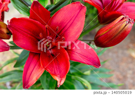 Vibrant red Asiatic lily Royal Kiss flowers blooming in the backyard garden bed. Beautiful summer floral concept Vibrant red Asiatic lily Royal Kiss flowers blooming in the backyard garden bed. Beautiful summer floral concept 140505019