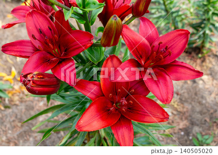 Close-up of deep red lily Royal Kiss blossoms with green leaves in a sunny garden patch. Botanical background 140505020