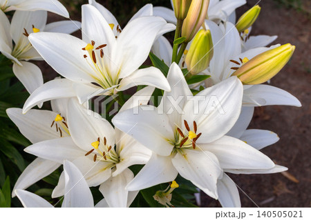 Group of blooming white lily Bright Diamond bushes with yellow buds in the backyard. Landscaping decor Group of blooming white lily Bright Diamond bushes with yellow buds in the backyard. Landscaping decor 140505021