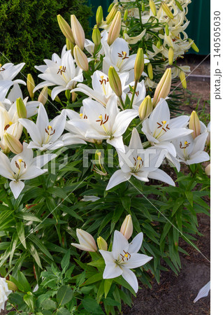 Pure white lily Bright Diamond flowers with green leaves and unblown buds in a garden field. Botanical scene 140505030