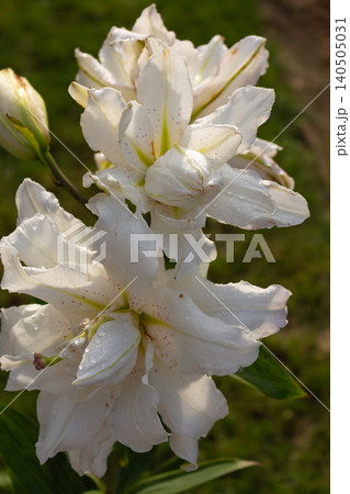White double Oriental lily Polar Star blooming with water drops on petals in the garden. Summer floral background 140505031