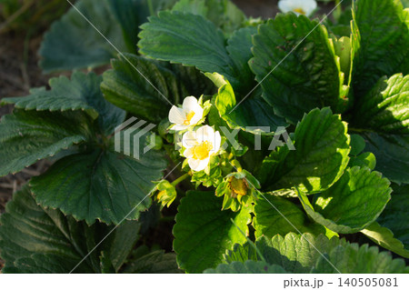 Strawberry plant blooming with small white flowers in the garden bed. Spring organic farming concept Strawberry plant blooming with small white flowers in the garden bed. Spring organic farming concept 140505081