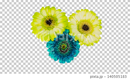 Blue and yellow gerbera flower set (two colors), suitable for macro photography, transparent background, cutout material. Blue and yellow gerbera flower set (two colors), suitable for macro photography, transparent background, cutout material. 140505183