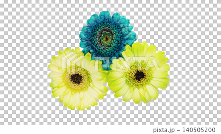 青と黄色のガーベラ 二色セット 花 マクロ撮影 背景透過 切り抜き素材 青と黄色のガーベラ 二色セット 花 マクロ撮影 背景透過 切り抜き素材 140505200