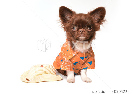 Charming Chihuahua Dressed in Colorful Hawaiian Shirt with a Stylish Hat on a White Background Charming Chihuahua Dressed in Colorful Hawaiian Shirt with a Stylish Hat on a White Background 140505222