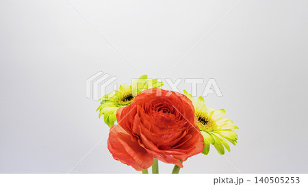 赤いラナンキュラスと黄色のガーベラの花 白背景 マクロ撮影 コピースペース フラワー素材 140505253