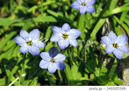 71200 ハナニラの花 71200 ハナニラの花 140505599