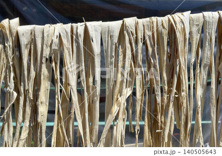 Drying a bark of  Broussonetia kazinoki mulberry tree that makes Korean traditional  paper 140505643