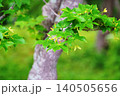 初夏のカエデ 140505656