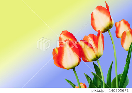 Bouquet of red and yellow tulips on blue and yellow Bouquet of red and yellow tulips on blue and yellow 140505671
