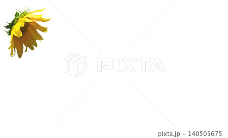 Young flower head of sunflower for design 140505675