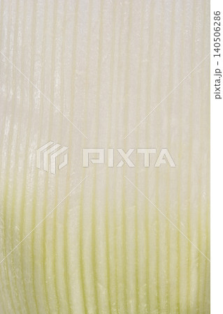 Close up texture of a fresh leek stem background 140506286