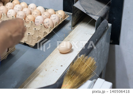 Fresh Chicken Eggs on Conveyor Belt During Sorting and Quality Inspection Fresh Chicken Eggs on Conveyor Belt During Sorting and Quality Inspection 140506418