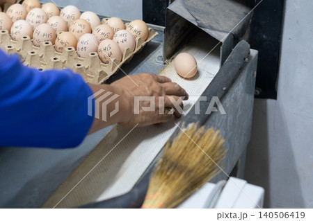 Fresh Chicken Eggs on Conveyor Belt During Sorting and Quality Inspection Fresh Chicken Eggs on Conveyor Belt During Sorting and Quality Inspection 140506419