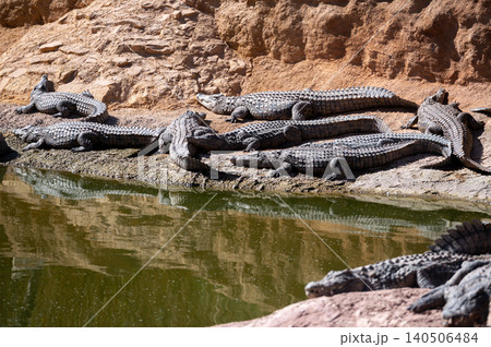 Crocodiles basking in the sun by a water body in Morocco Crocodiles basking in the sun by a water body in Morocco 140506484
