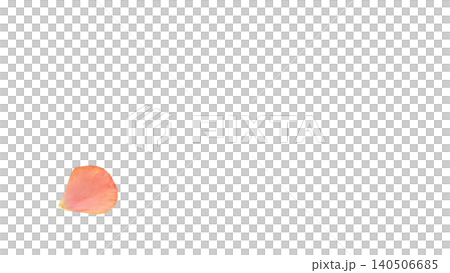 ラナンキュラス 花びら ピンク 背景透過 マクロ フラワー素材 140506685