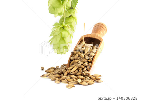 Barley and hops ingredients for beer isolated on white background Barley and hops ingredients for beer isolated on white background 140506828