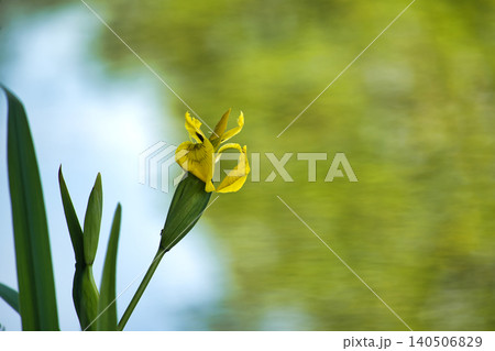 Vibrant yellow flag iris flower blooms beside a tranquil body of water Vibrant yellow flag iris flower blooms beside a tranquil body of water 140506829