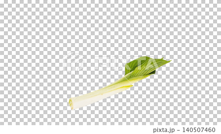 Spring wild vegetables: Young leaves of Urui (a type of wild vegetable), macro photography, transparent background, food material. Spring wild vegetables: Young leaves of Urui (a type of wild vegetable), macro photography, transparent background, food material. 140507460