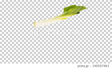 Spring wild vegetables: Young leaves of Urui (a type of wild vegetable), macro photography, transparent background, food material. Spring wild vegetables: Young leaves of Urui (a type of wild vegetable), macro photography, transparent background, food material. 140507461