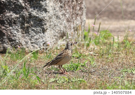 虫を咥える小鳥 虫を咥える小鳥 140507884