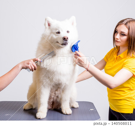 Professional cares for a dog in a specialized salon. Groomers holding tools at the hands. 140508011