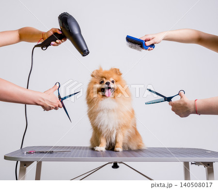 Professional cares for a dog in a specialized salon. Groomers holding tools at the hands. 140508017