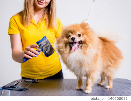 Professional cares for a dog in a specialized salon. Groomers holding tools at the hands. 140508021