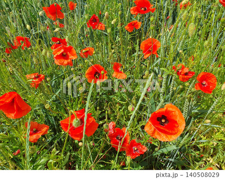 Field of vibrant red poppy flowers and green wheat spikes under bright sunlight Field of vibrant red poppy flowers and green wheat spikes under bright sunlight 140508029