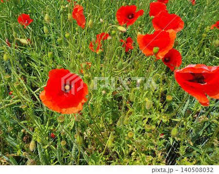 Field of vibrant red poppy flowers and green wheat spikes under bright sunlight Field of vibrant red poppy flowers and green wheat spikes under bright sunlight 140508032