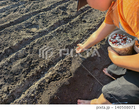 Child hands carefully planting bean seeds into fertile garden rows, engaging with agriculture and experiencing the process of growing food through farming outdoors. Child hands carefully planting bean seeds into fertile garden rows, engaging with agriculture and experiencing the process of growing food through farming outdoors. 140508071