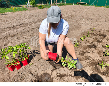 Woman planting pepper seedlings by hand into prepared garden soil, nurturing a backyard vegetable patch in spring for fresh, organic produce and homegrown healthy eating. Woman planting pepper seedlings by hand into prepared garden soil, nurturing a backyard vegetable patch in spring for fresh, organic produce and homegrown healthy eating. 140508164