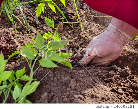 Gardener planting young tomato seedlings directly into brown fertile soil, showing commitment to organic farming, sustainable agriculture, and fresh food growth in a home garden 140508181