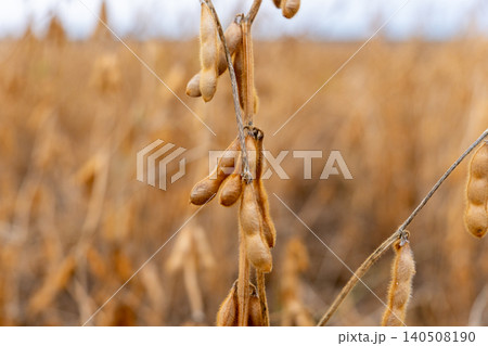 Soybean plants grow tall in a farm field. The pods are dry and ready for harvest. This scene shows the work of farmers in autumn Soybean plants grow tall in a farm field. The pods are dry and ready for harvest. This scene shows the work of farmers in autumn 140508190