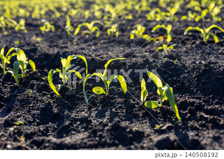 Corn plants are sprouting from dark soil in a farm field under bright sunshine. The plants are small and growing in neat rows Corn plants are sprouting from dark soil in a farm field under bright sunshine. The plants are small and growing in neat rows 140508192