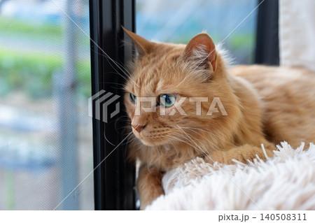 窓辺でくつろぐ可愛い猫　茶トラ猫 140508311