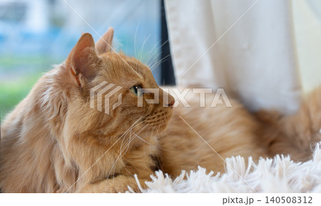 窓辺でくつろぐ可愛い猫　茶トラ猫 140508312