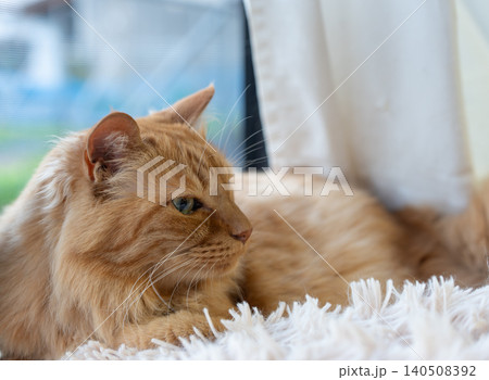 窓辺でくつろぐ可愛い猫 茶トラ猫 窓辺でくつろぐ可愛い猫 茶トラ猫 140508392