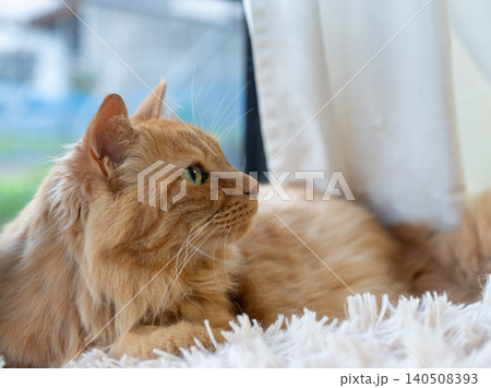 窓辺でくつろぐ可愛い猫　茶トラ猫 140508393