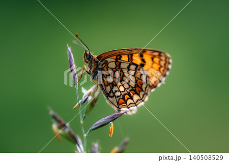 A bright brown butterfly on the grass A bright brown butterfly on the grass 140508529