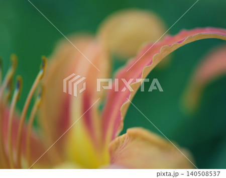 6月に美しく咲いたホンカンゾウ（本萱草）の花 140508537