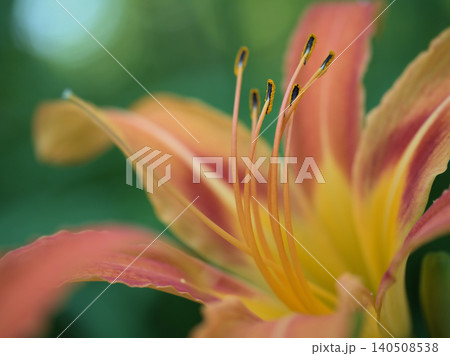 6月に美しく咲いたホンカンゾウ(本萱草)の花 6月に美しく咲いたホンカンゾウ(本萱草)の花 140508538